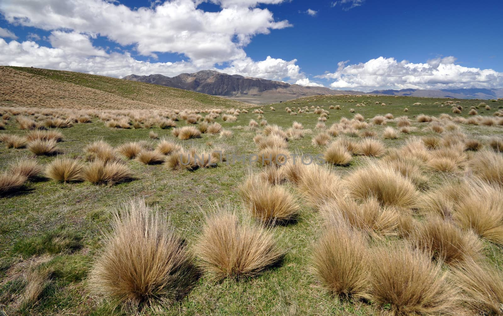 Wilderness grass above Lake Tepako New Zealand by dpe123