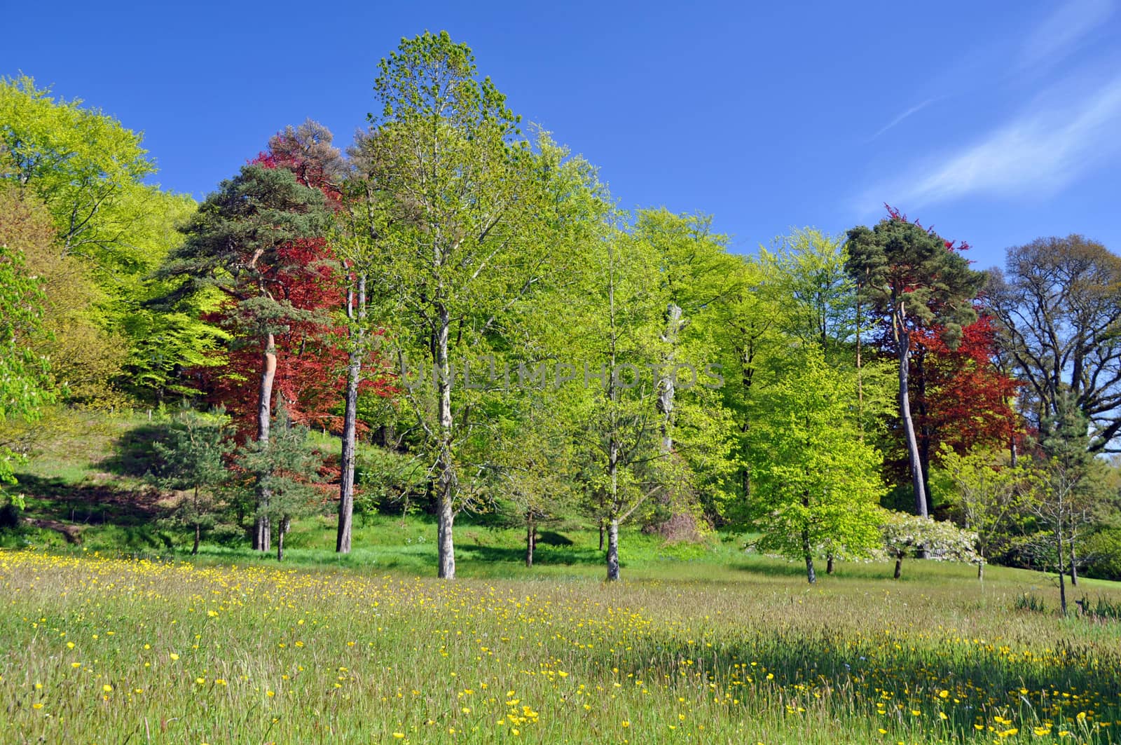 A wonderful range of forest colours displayed at RHS Rosemoor, Torrington, North Devon, England
