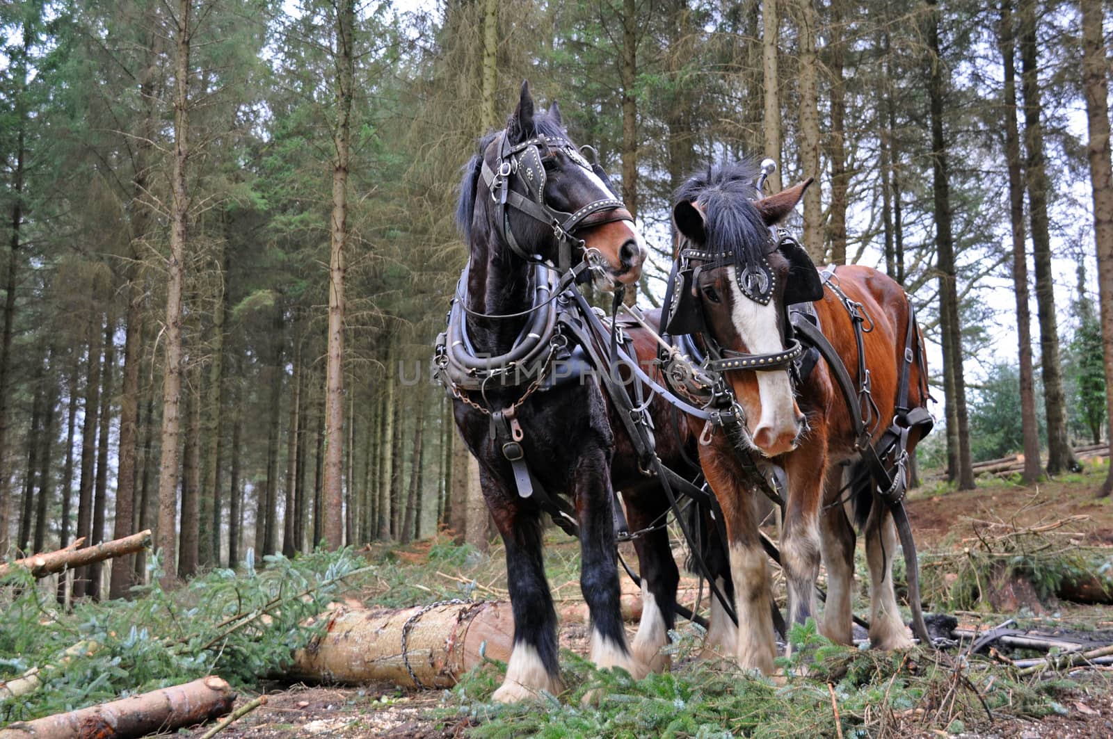 Traditional forestry using a pair of heavy horses ~ taken in Rosemoor forest, Torrington, North Devon, England