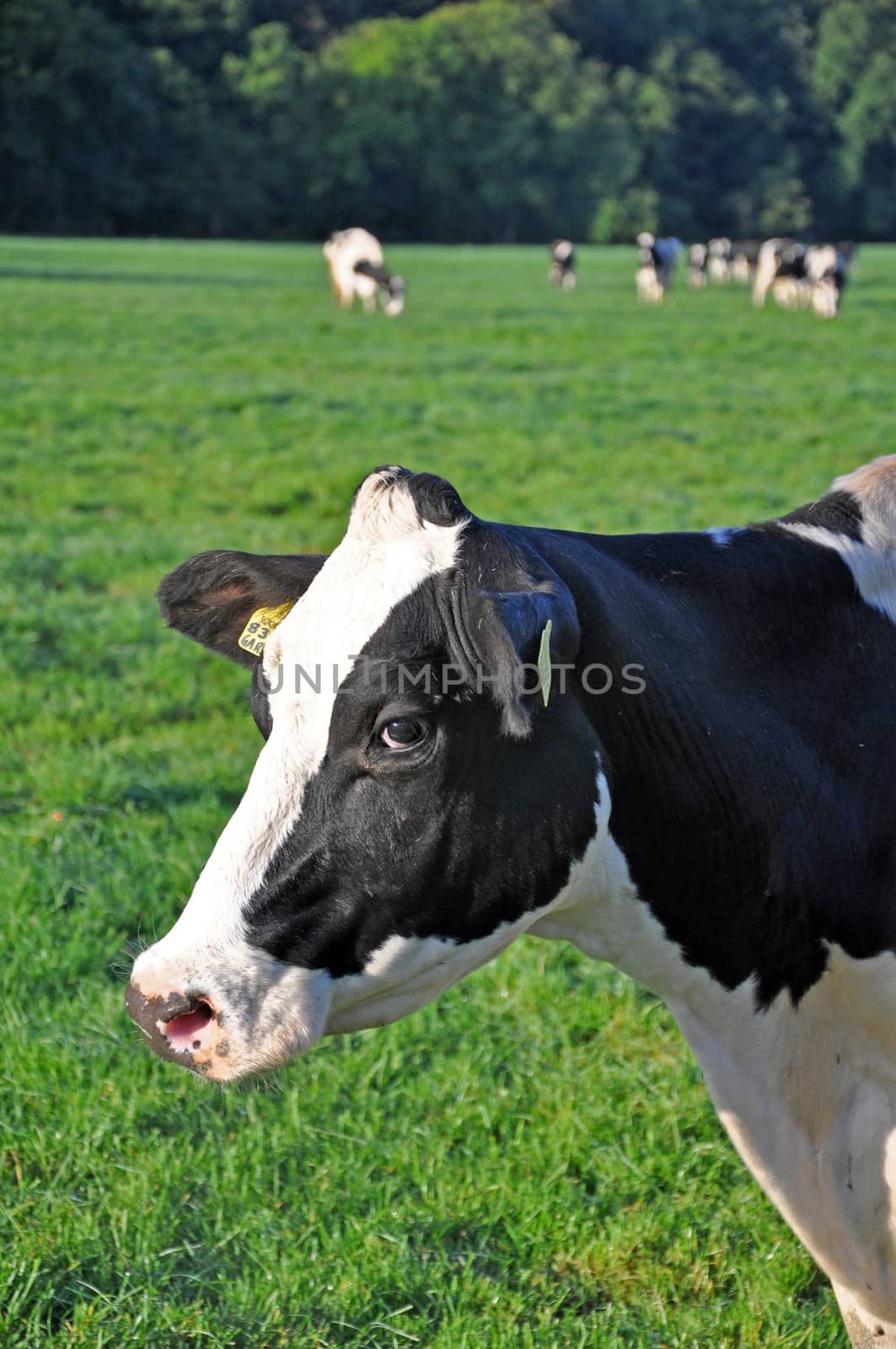 A cow with an enigmatic mona-lisa-esque expression ! Taken in rural North Devon, England