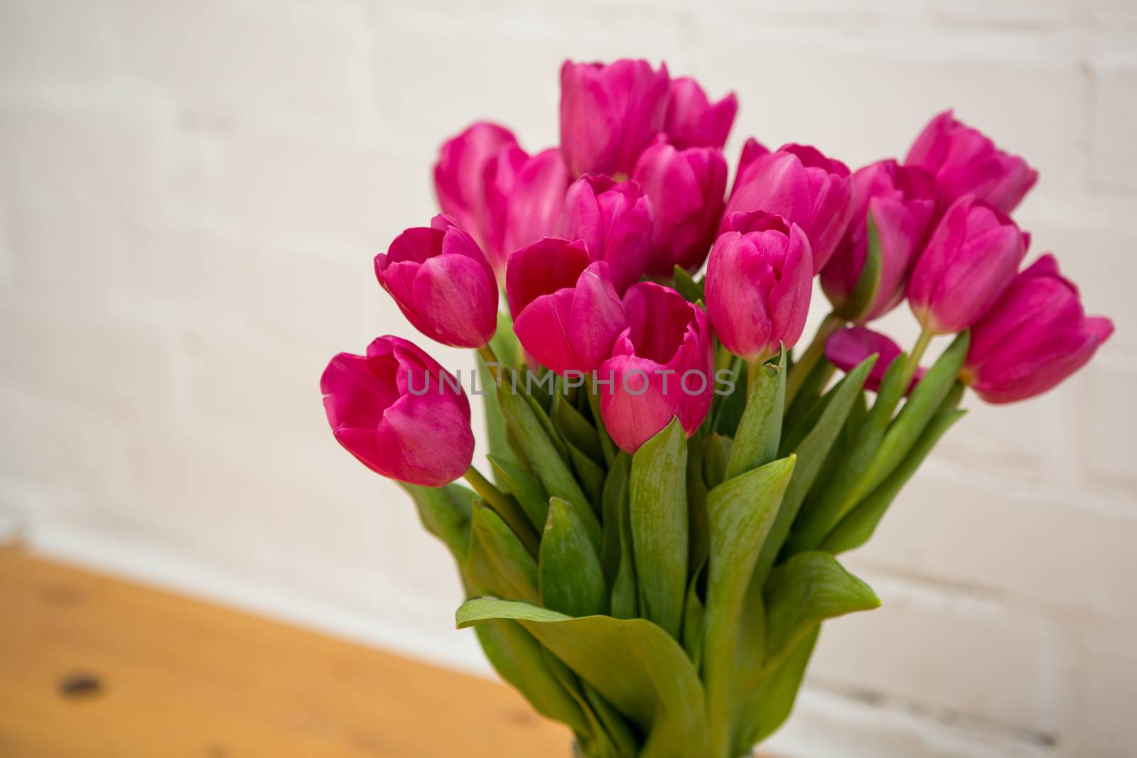 beautiful pink tulips on white background in glass