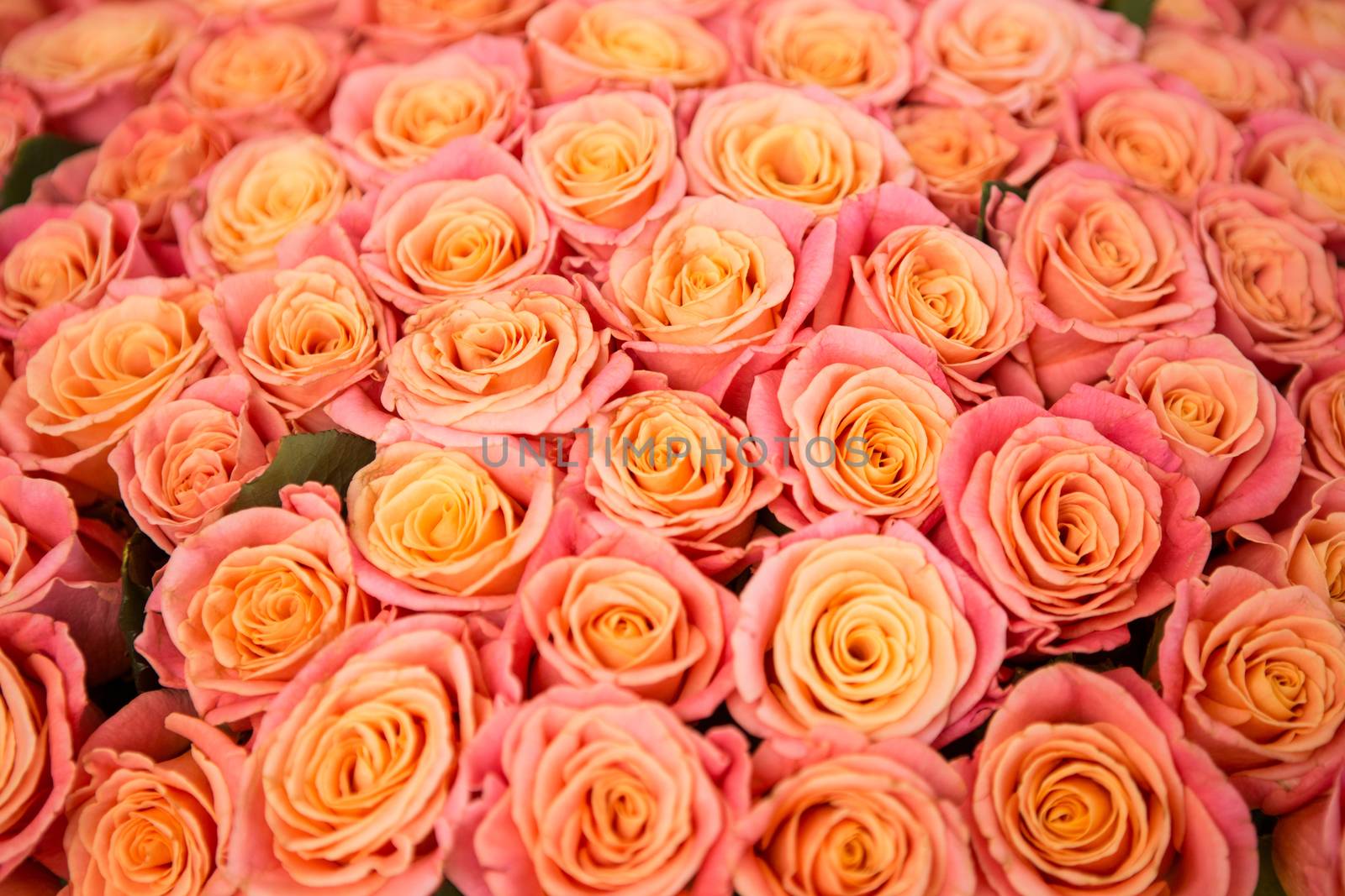 a lot of beautiful orange roses. Shallow DOF