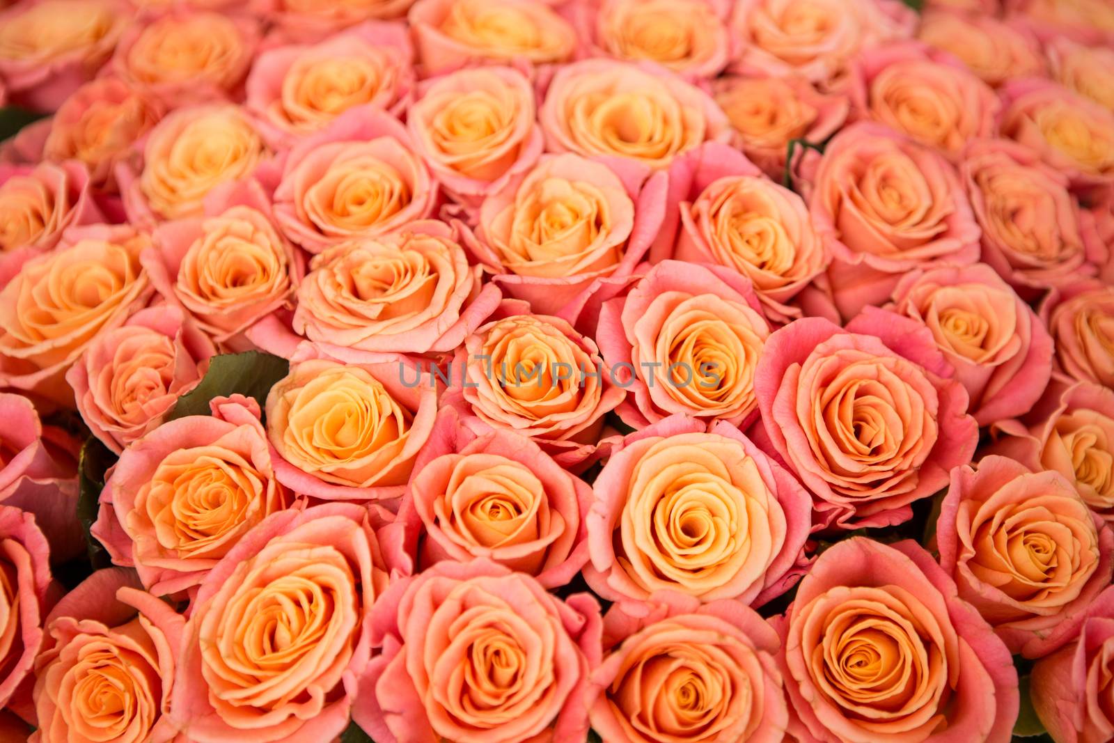 a lot of beautiful orange roses. Shallow DOF