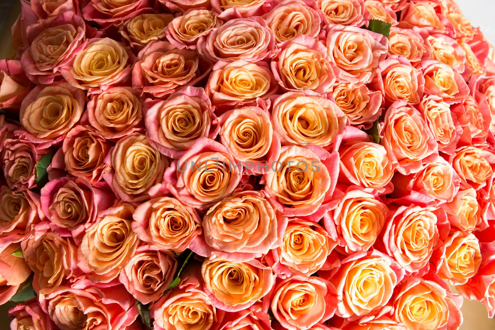 a lot of beautiful orange roses. Shallow DOF