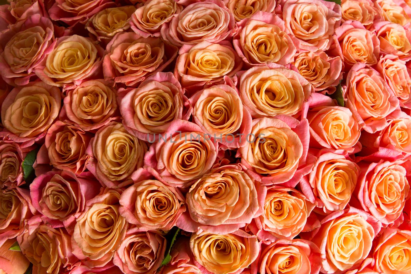 a lot of beautiful orange roses. Shallow DOF