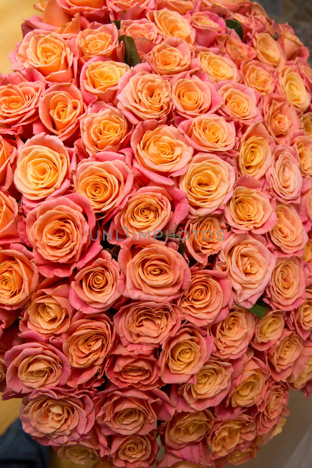 a lot of beautiful orange roses. Shallow DOF