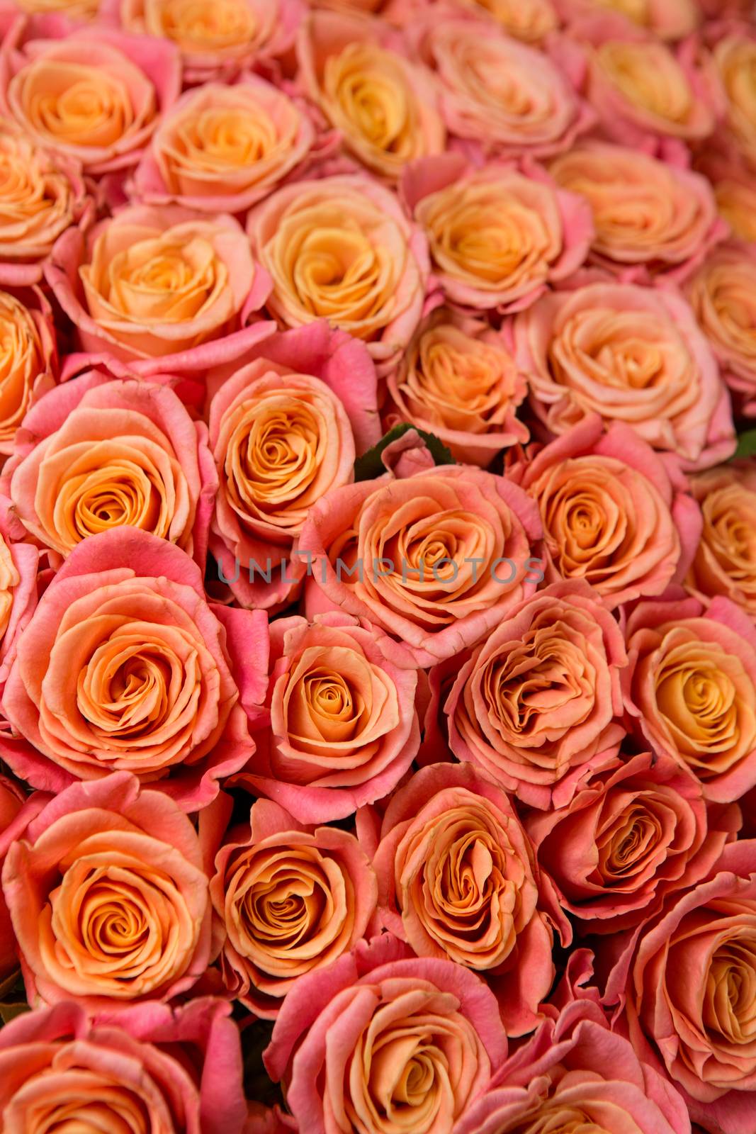 a lot of beautiful orange roses. Shallow DOF