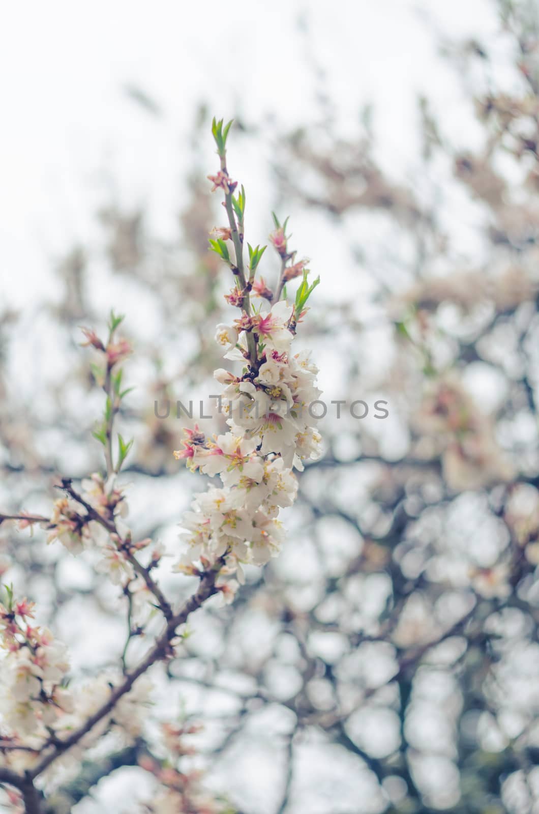 Cheery blossom flowers on spring day. Beauty flowers by goody460
