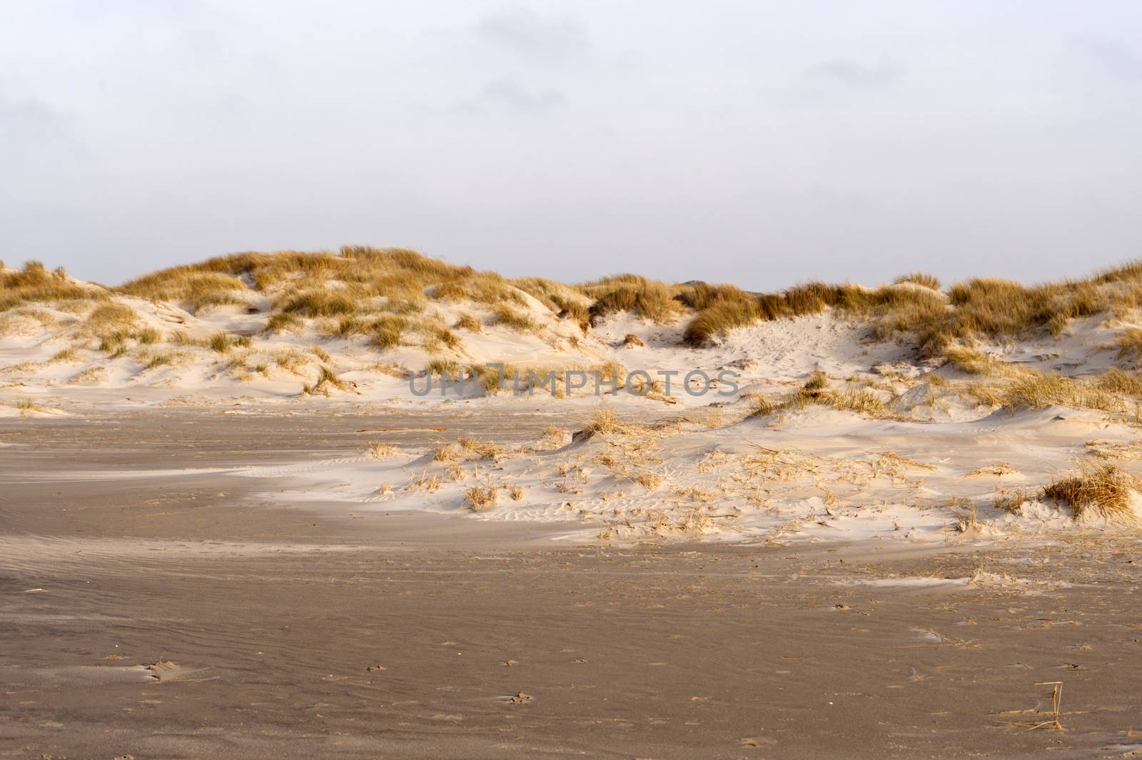 Dumes on Amrum in Germany