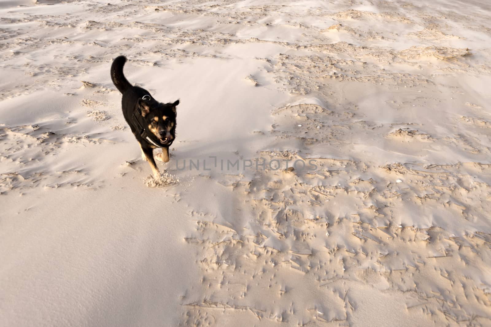 Beach of Amrum in Germany