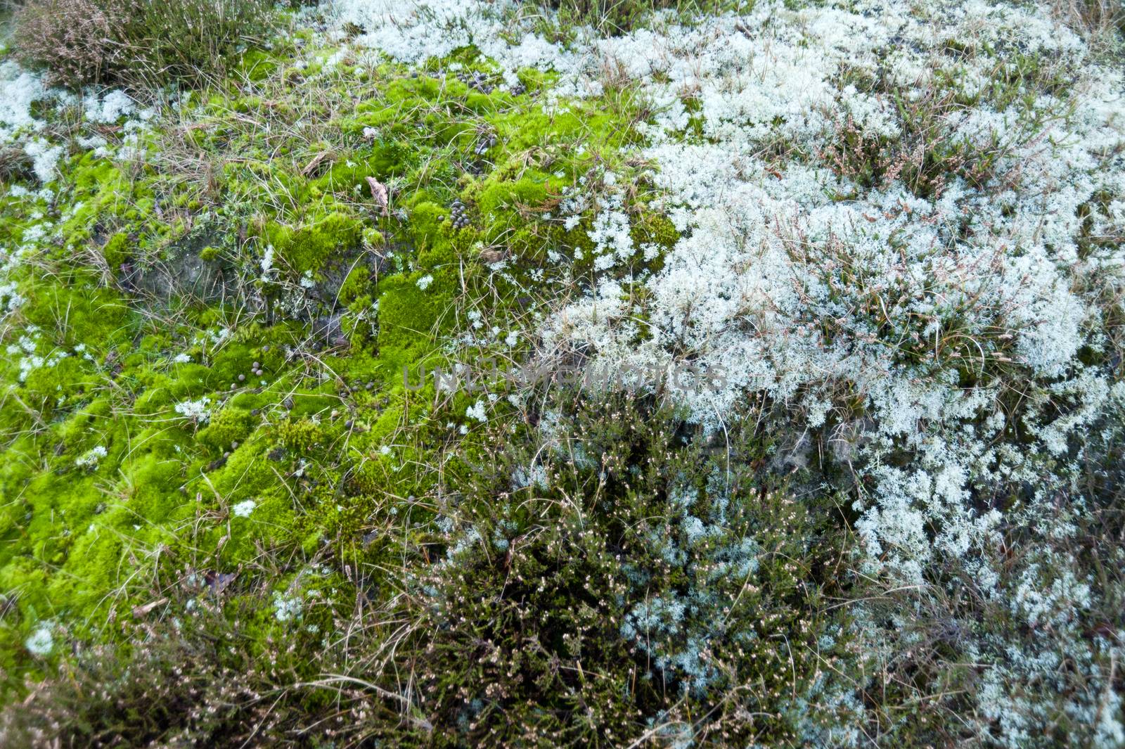 Heath on Amrum in Germany by 3quarks