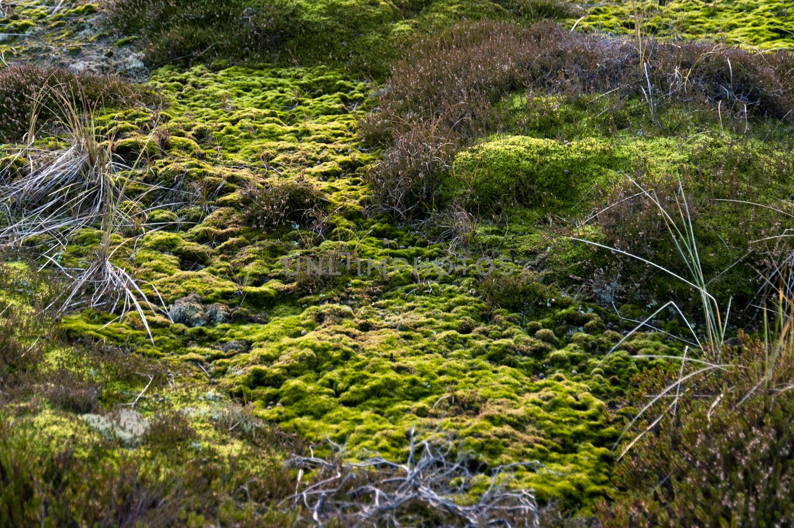 Heath on Amrum in Germany by 3quarks