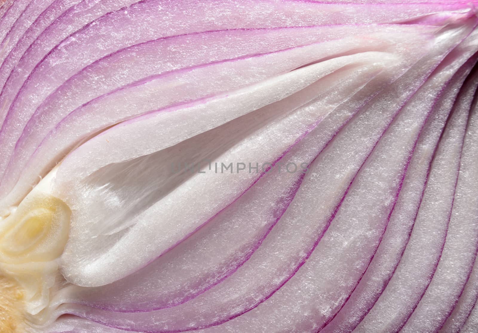 Raw red fresh cut onion macro texture