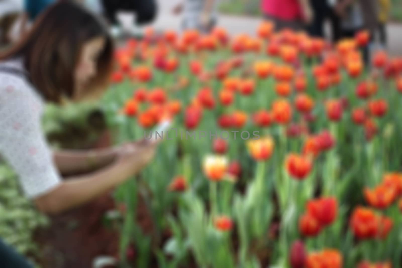 Women bow photo tulips blurred.