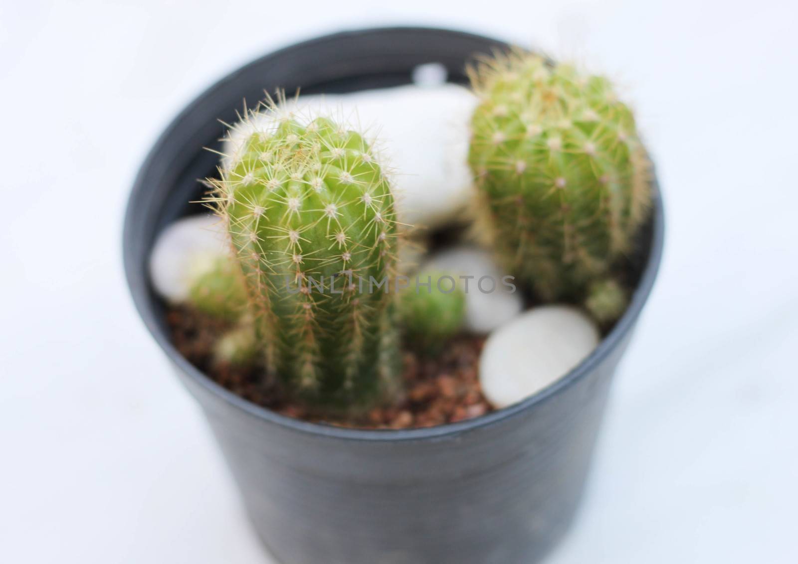 Cactus in pots isolate by primzrider