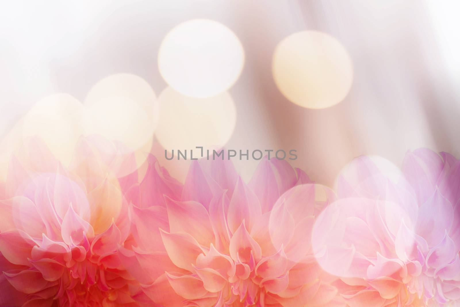 Pink flowers background bokeh by primzrider