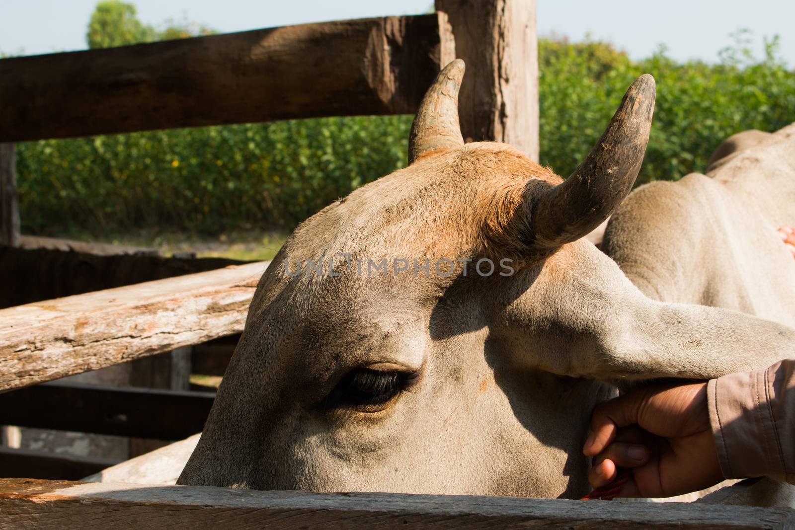 cows in thailand,Skinny, sick cows,close up eye