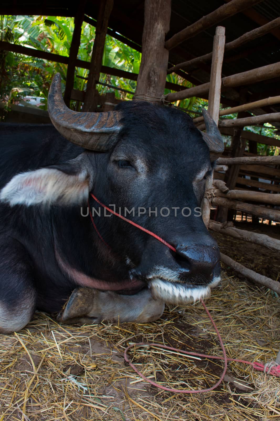 Buffalo, Buffalo Thailand, animals,close up eye ,close up eye,nose