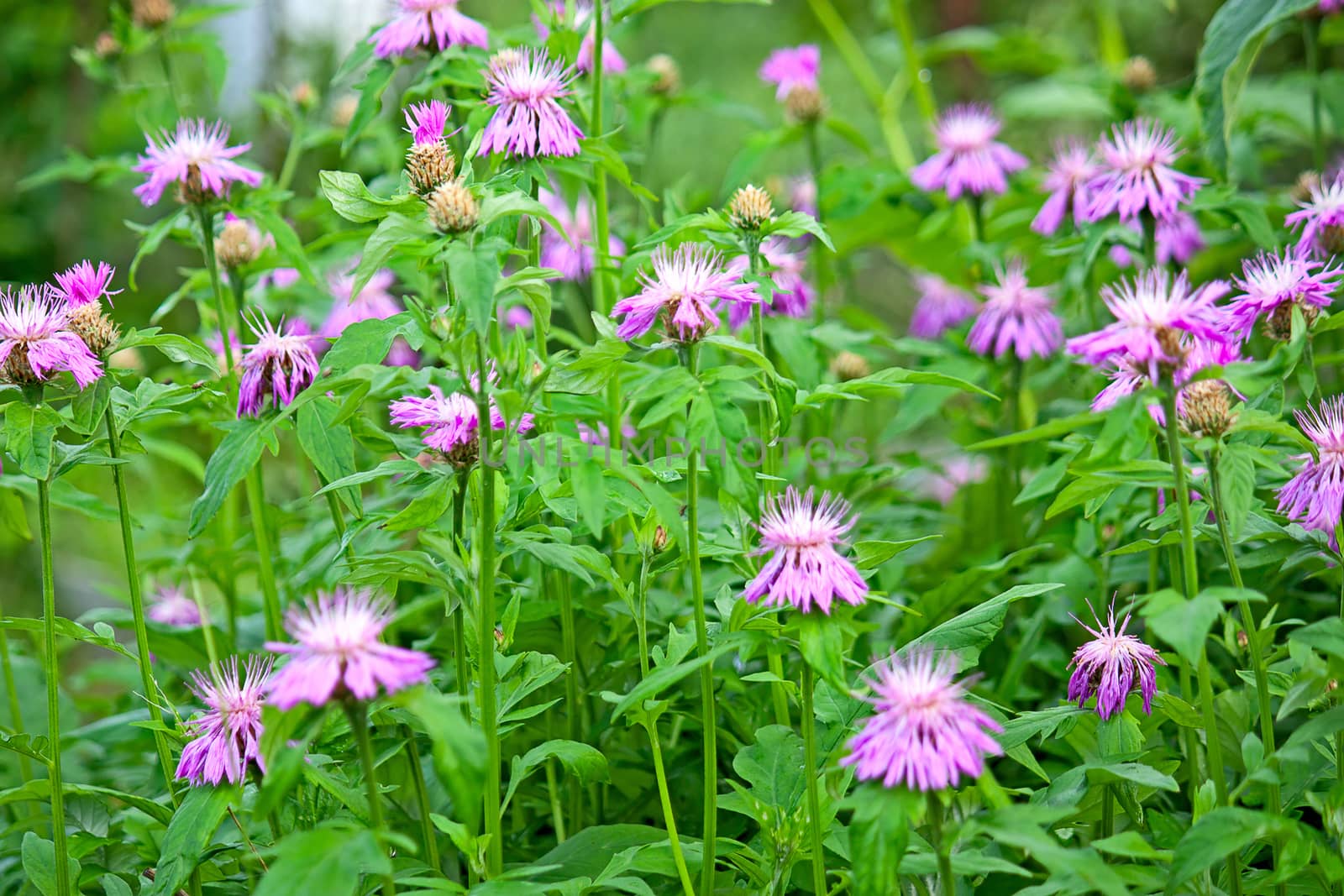 Cornflowers close-up. Image with shallow depth of field.