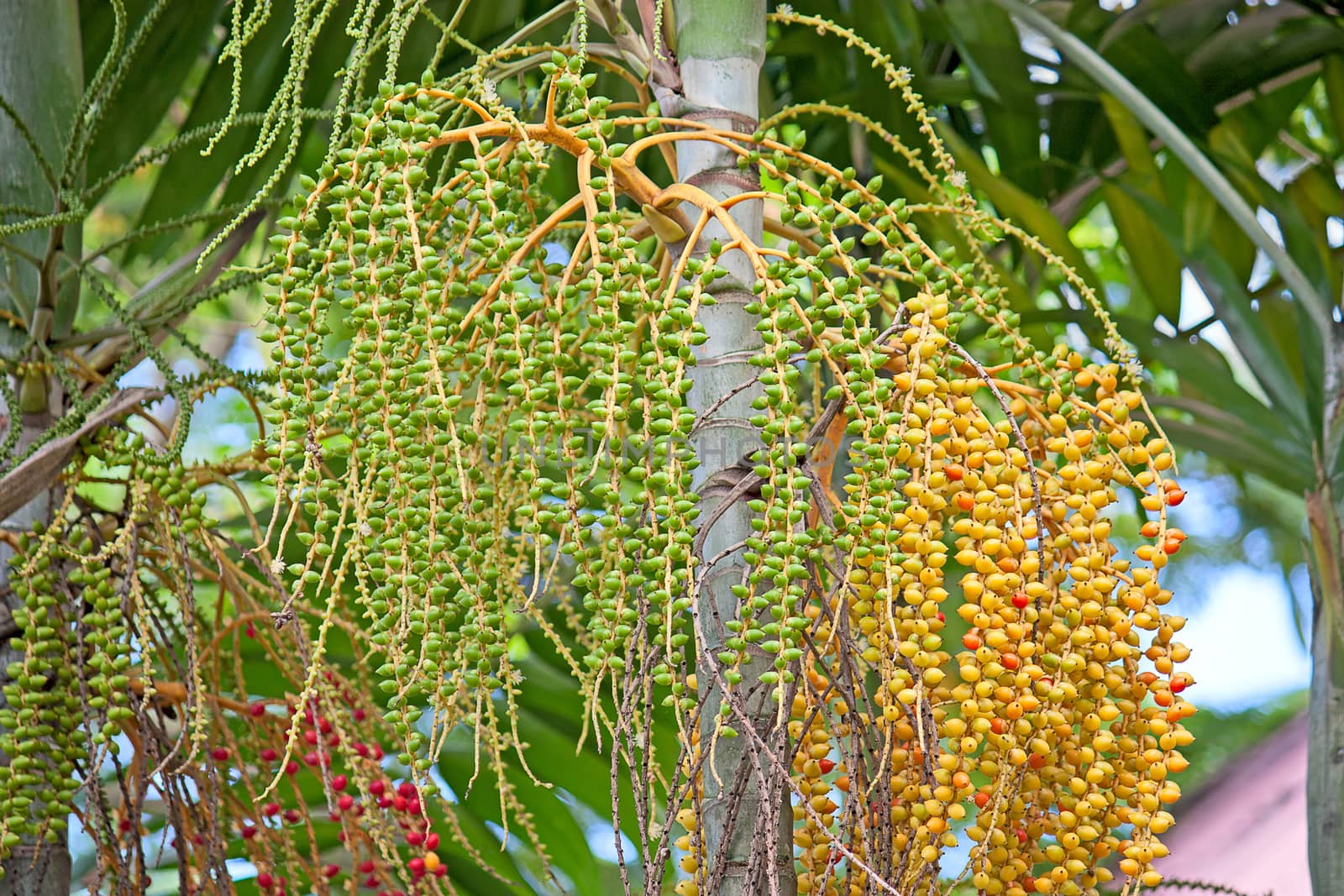 Areca palm fruit close up on a tree.