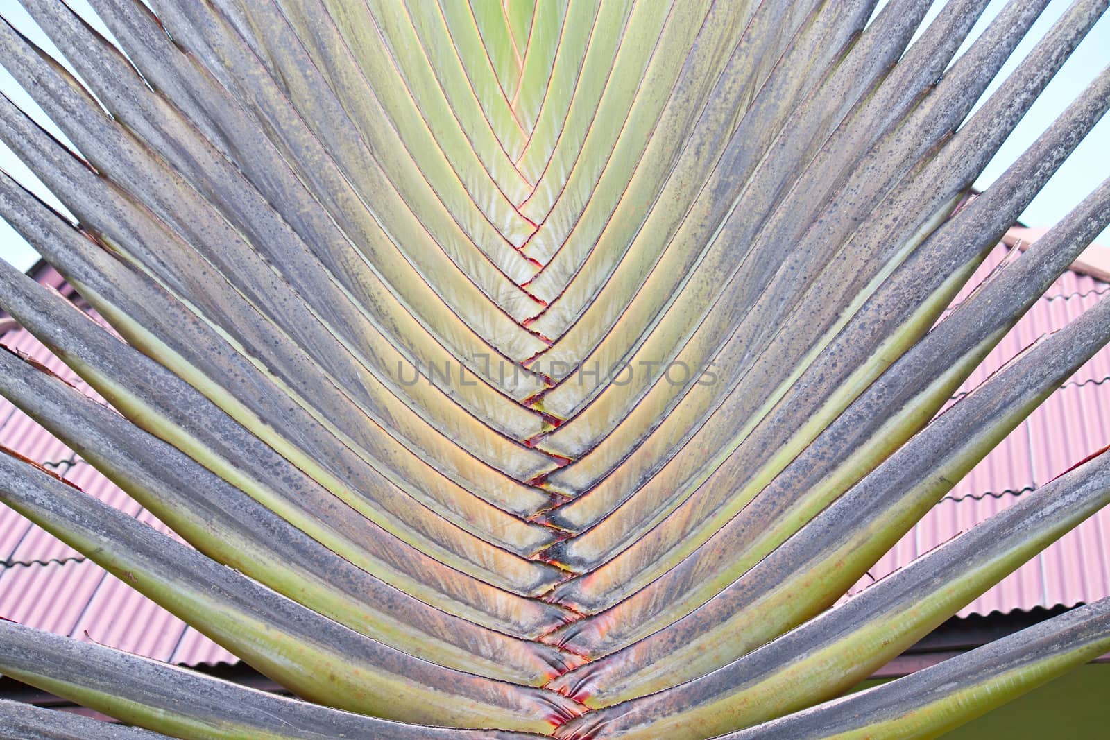 Palm leaves close up against the sky, Thailand.