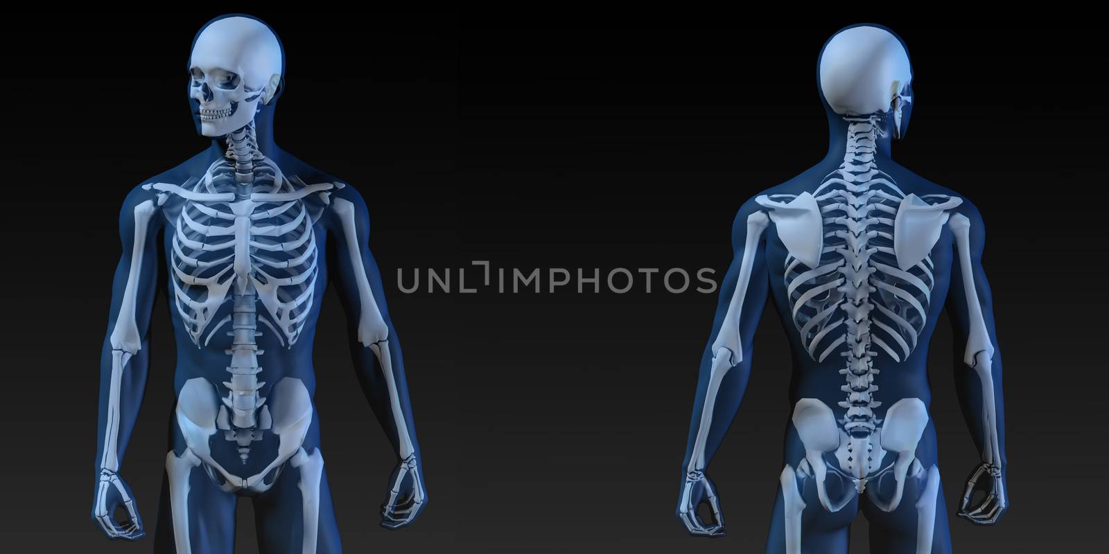 Medical Illustration of Human Body and Bones as Art