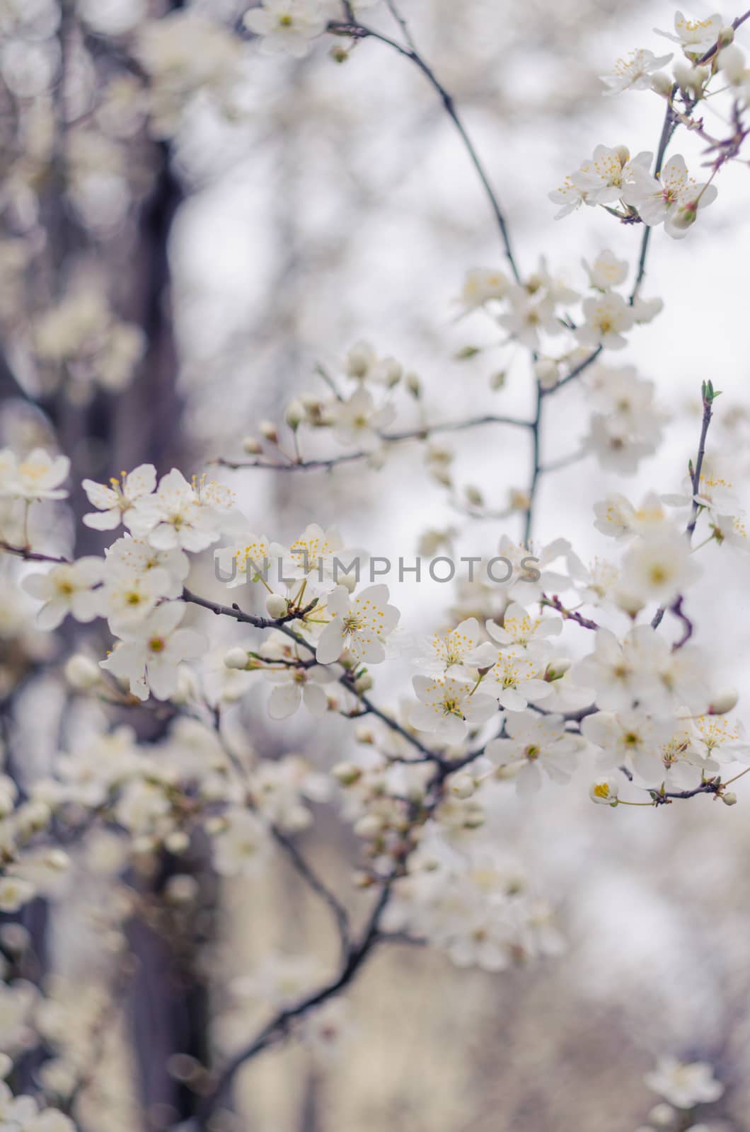 White tree flowers in spring. Spring flowers.