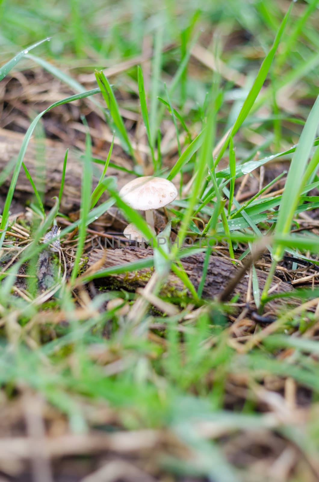 Mushroom in the green grass in the spring after the rain by goody460