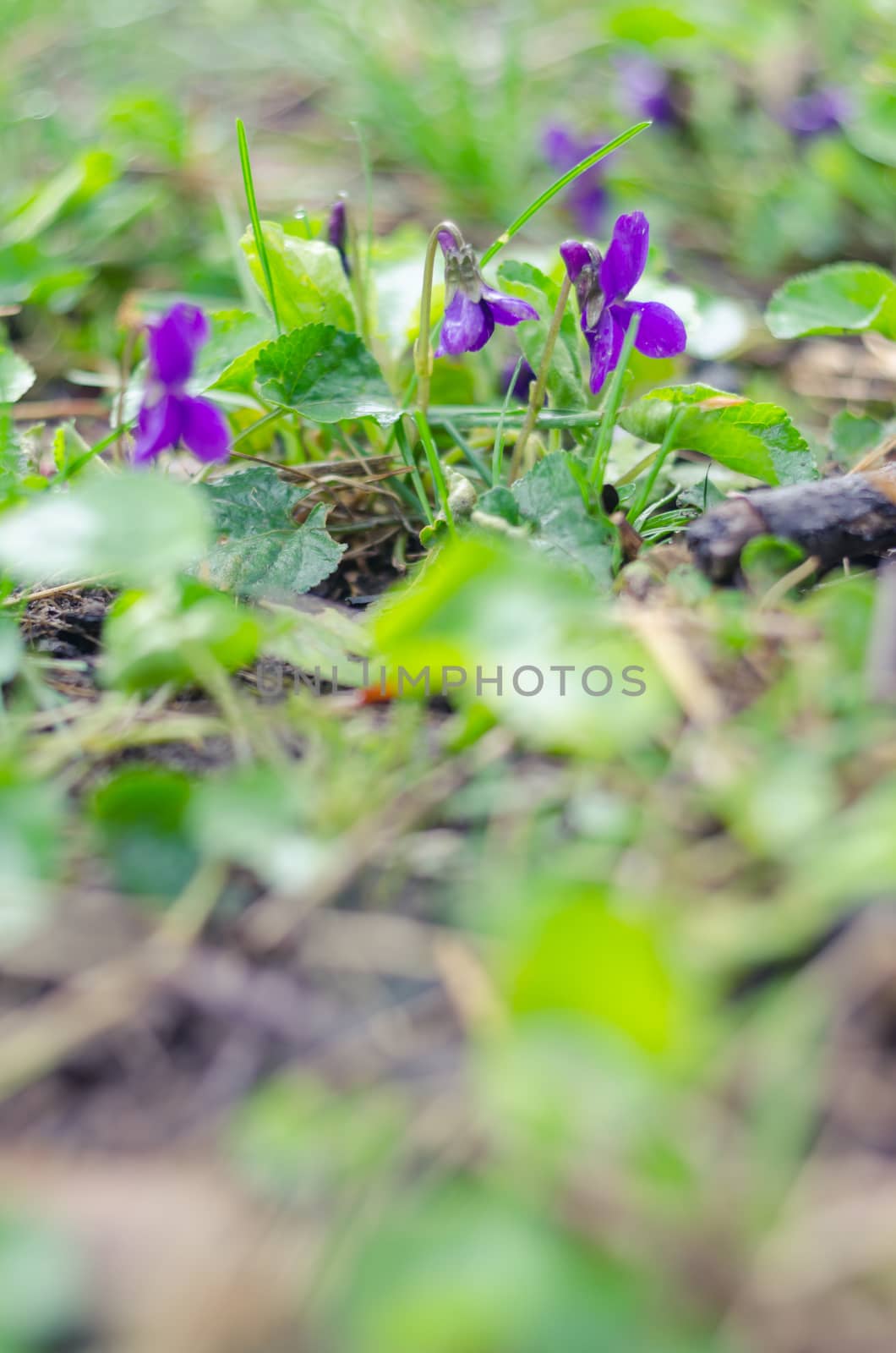 The crocuses family.Spring flowers on ground by goody460
