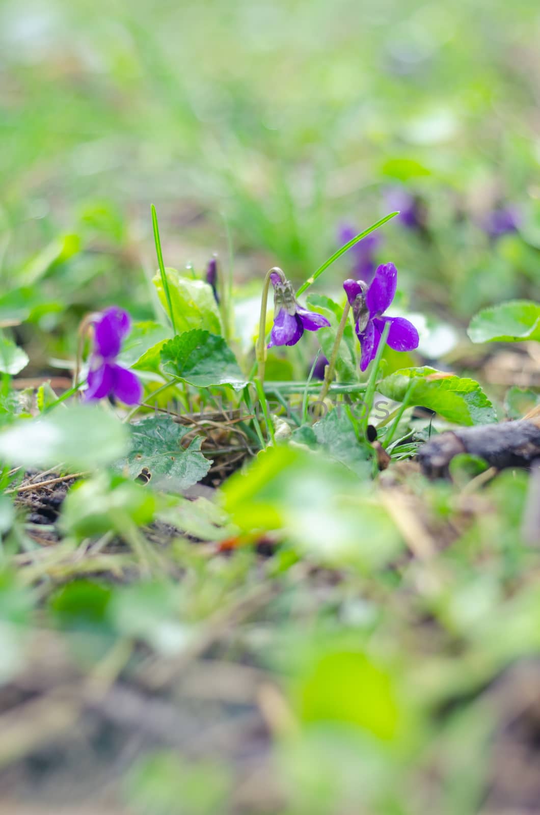 The crocuses family.Spring flowers on ground by goody460