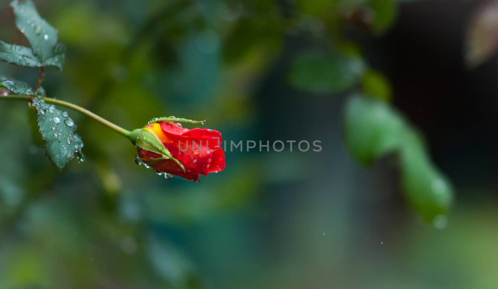 Raindrops on individual blooming red rose - Dark green backdrop by valleyboi63