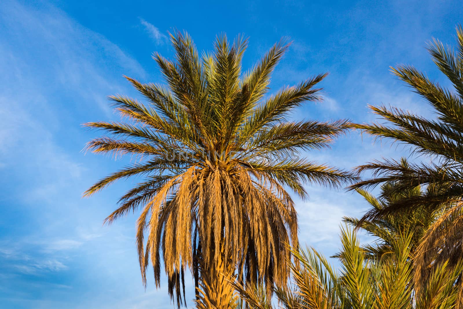 palm trees in Sahara desert by Mieszko9