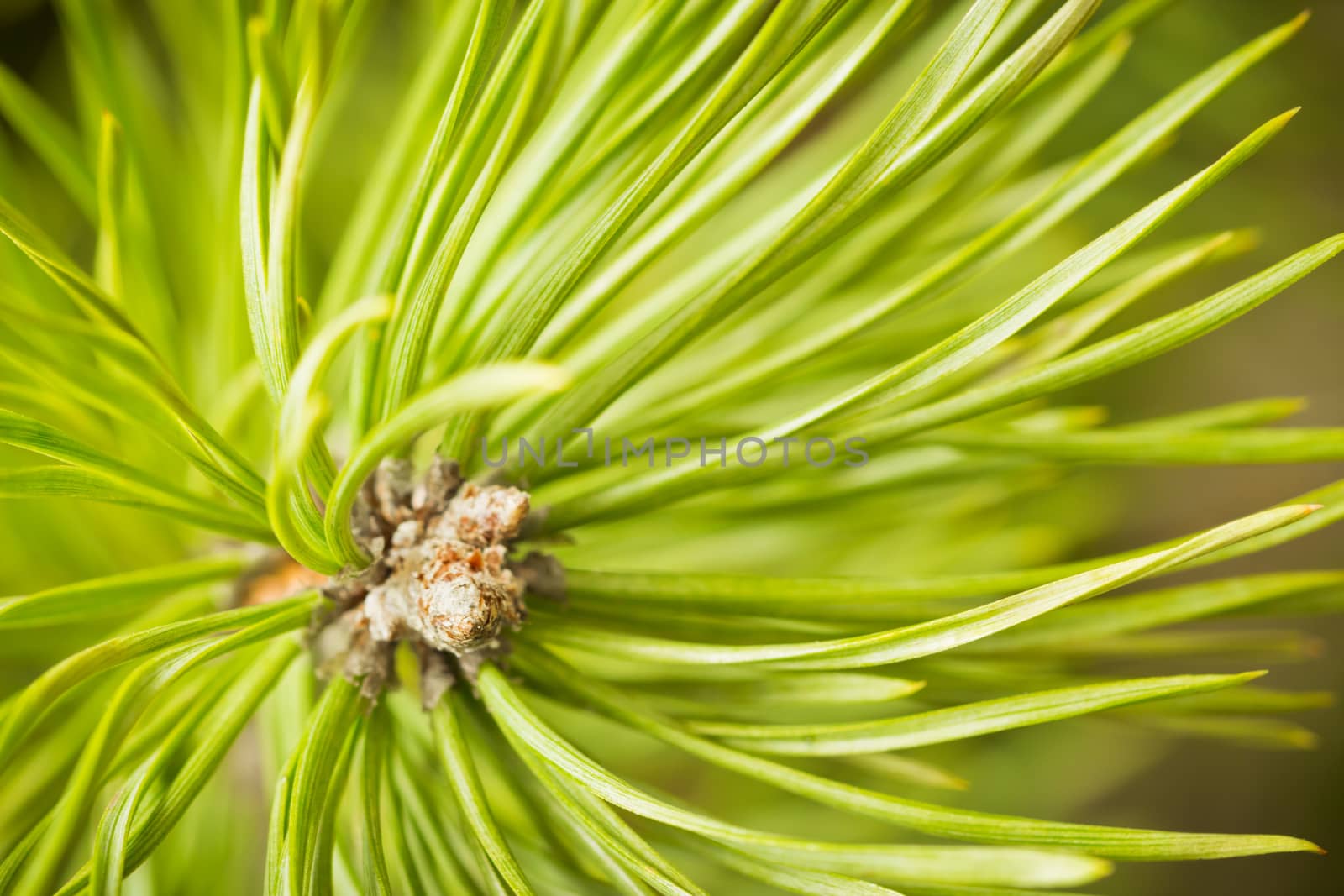 Resinous pine young buds on top of branches among green pine needles