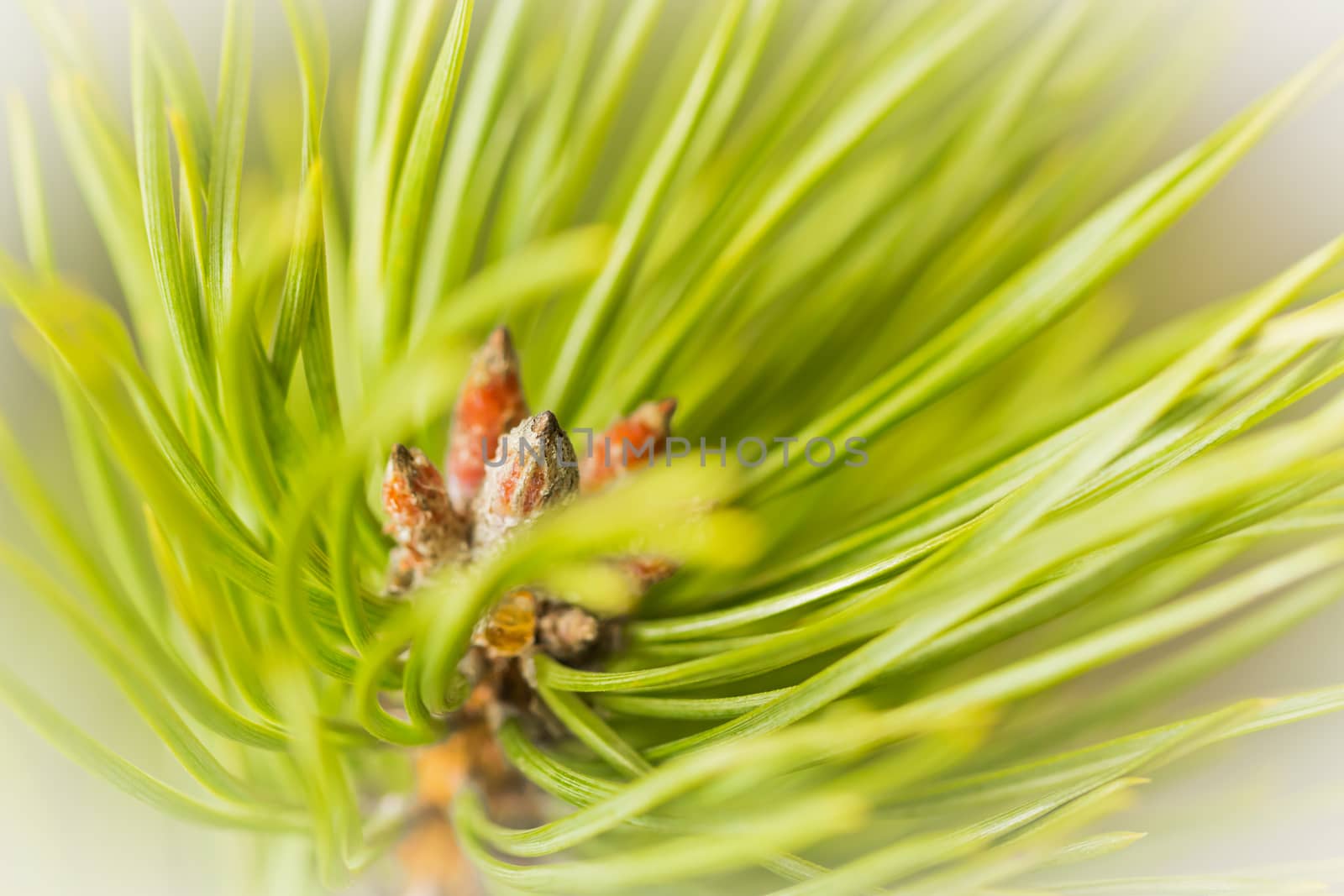 Resinous pine young buds on top of branches among green pine needles