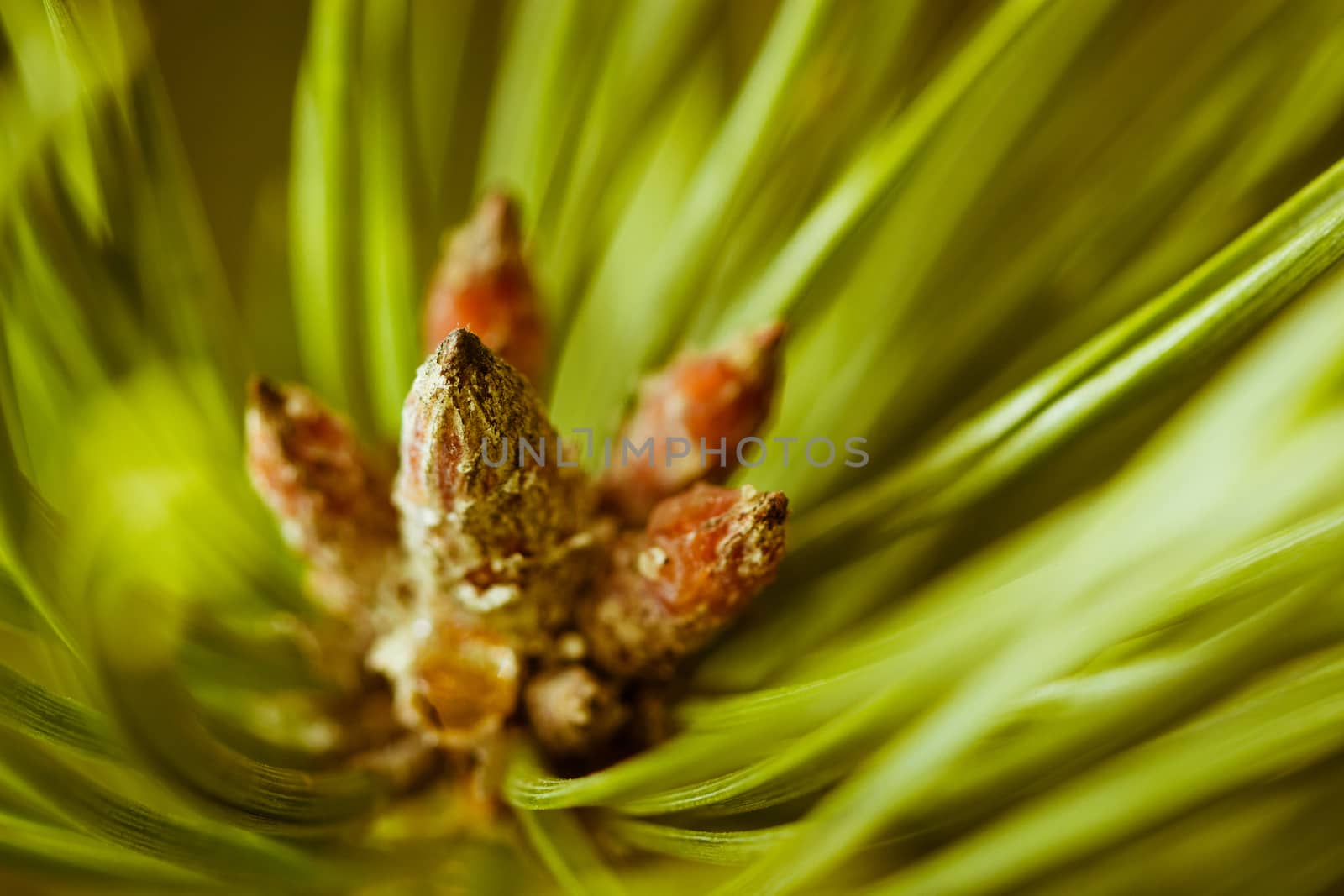 Resinous pine young buds on top of branches among green pine needles