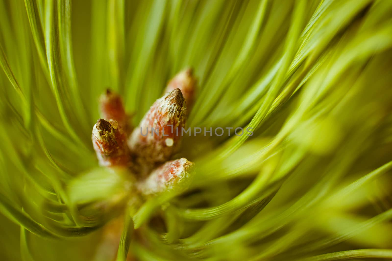 Resinous pine young buds on top of branches among green pine needles