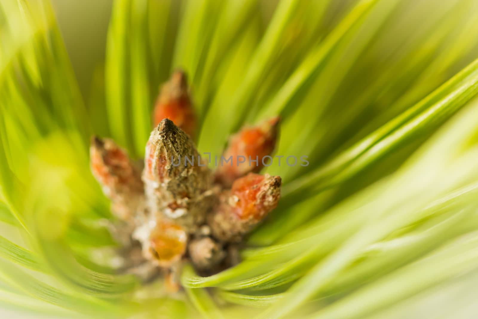 Resinous pine young buds on top of branches among green pine needles