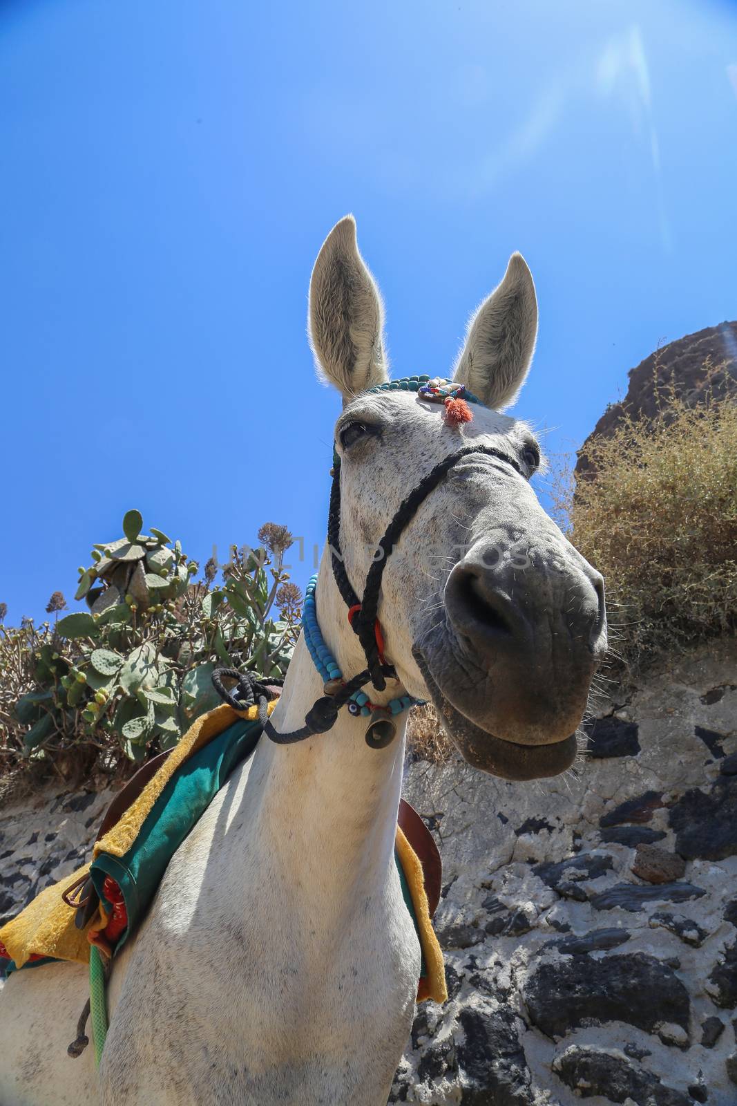 Santorini Donkey Greece by Kartouchken