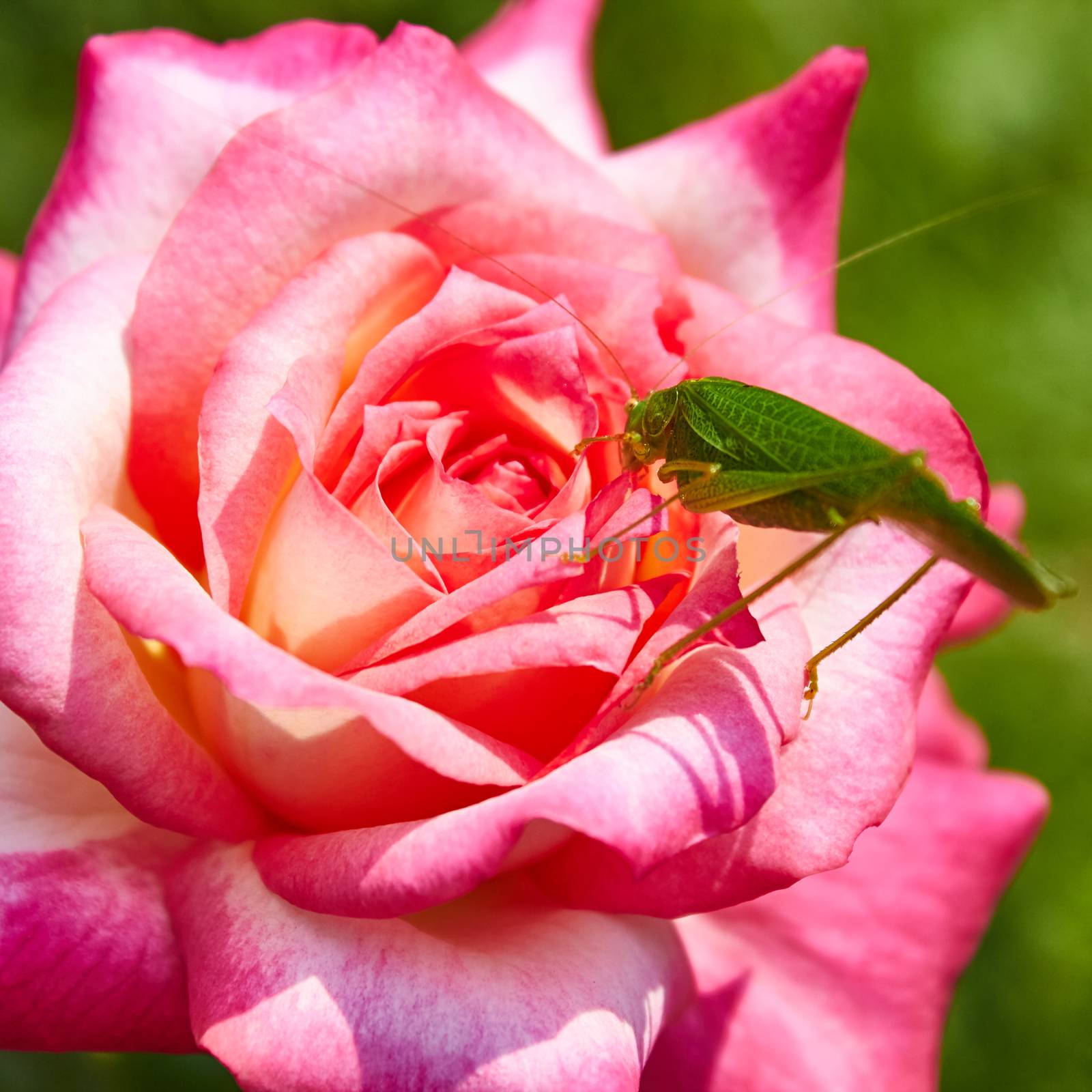 Katydid Tettigonia cantans on a pink rose. Presents in most of Europe, in eastern Palearctic ecozone, in Near East and in North Africa.