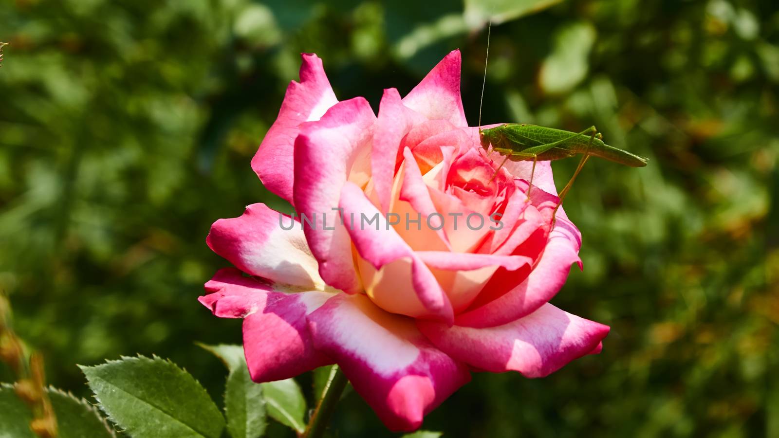 Katydid Tettigonia cantans on a pink rose. Presents in most of Europe, in eastern Palearctic ecozone, in Near East and in North Africa.