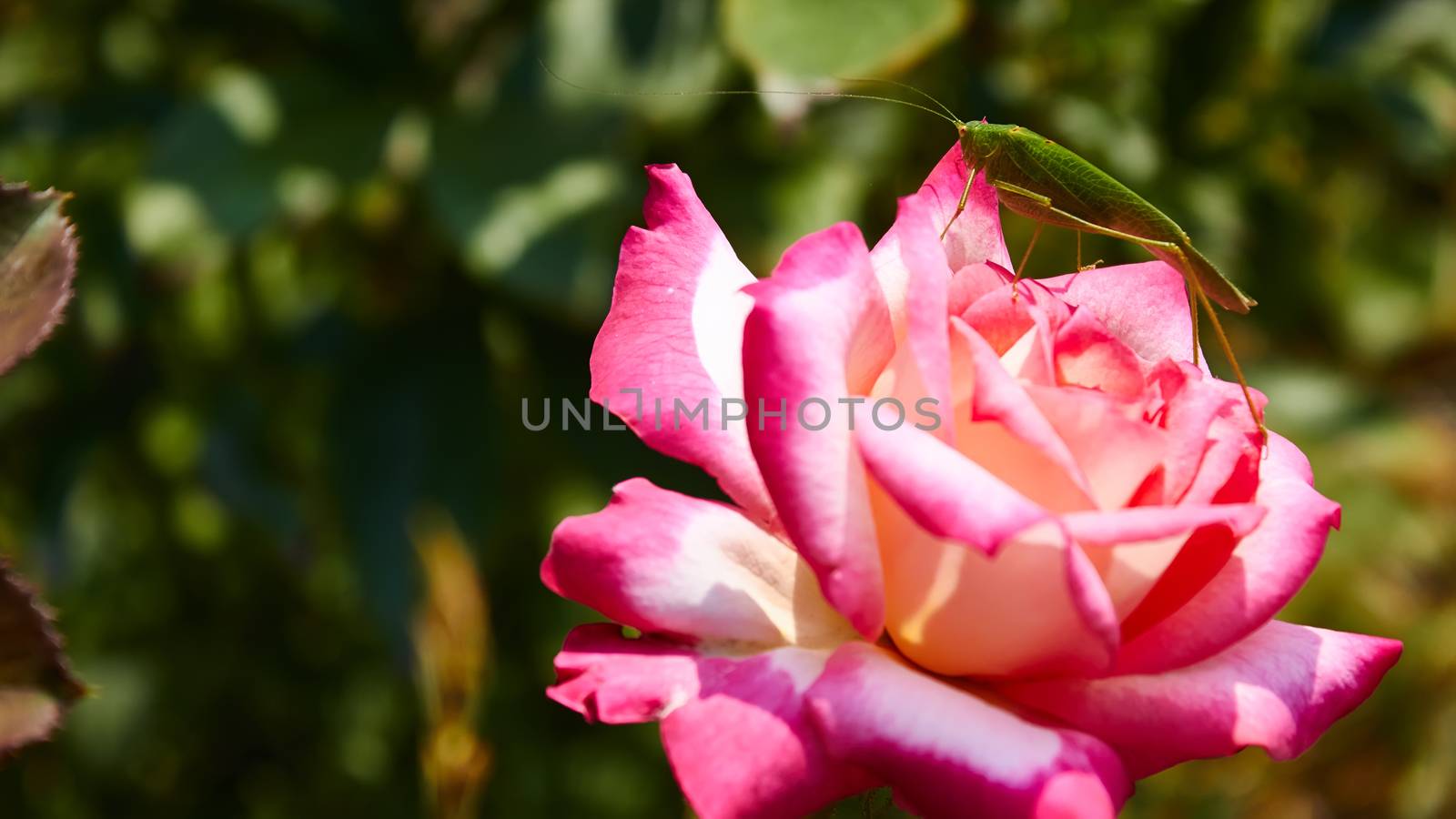 Katydid Tettigonia cantans on a pink rose.  by sarymsakov