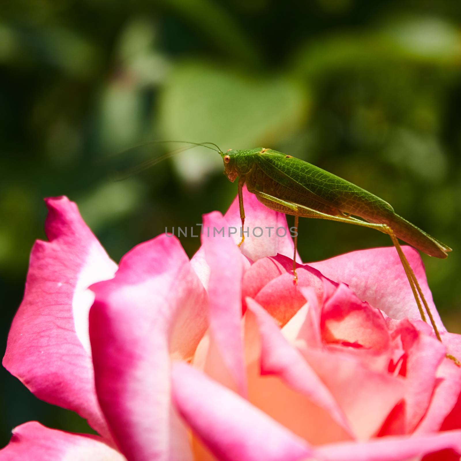 Katydid Tettigonia cantans on a pink rose.  by sarymsakov