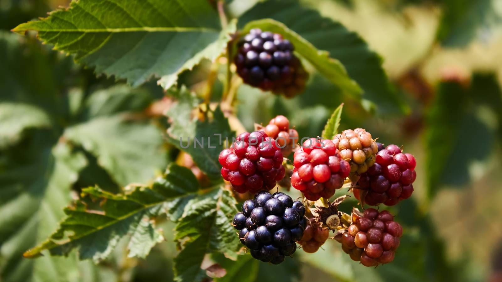 Huge torn free blackberries begin to ripen