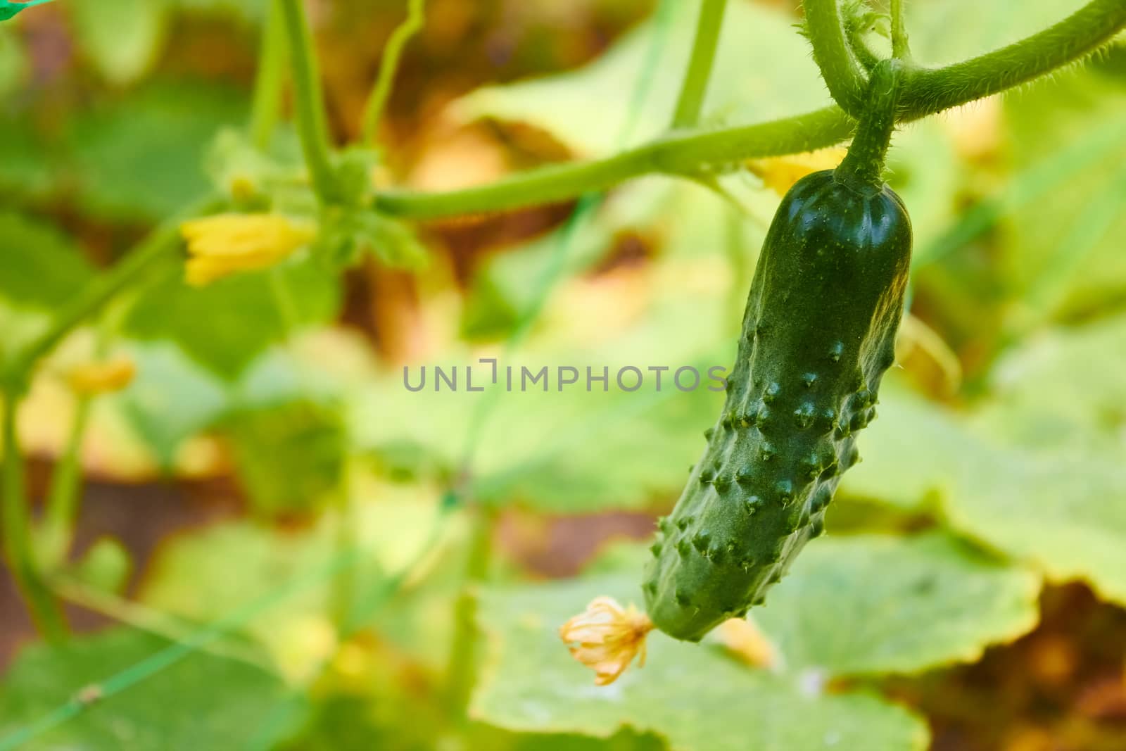 growing cucumbers in the garden. Shallow DOF