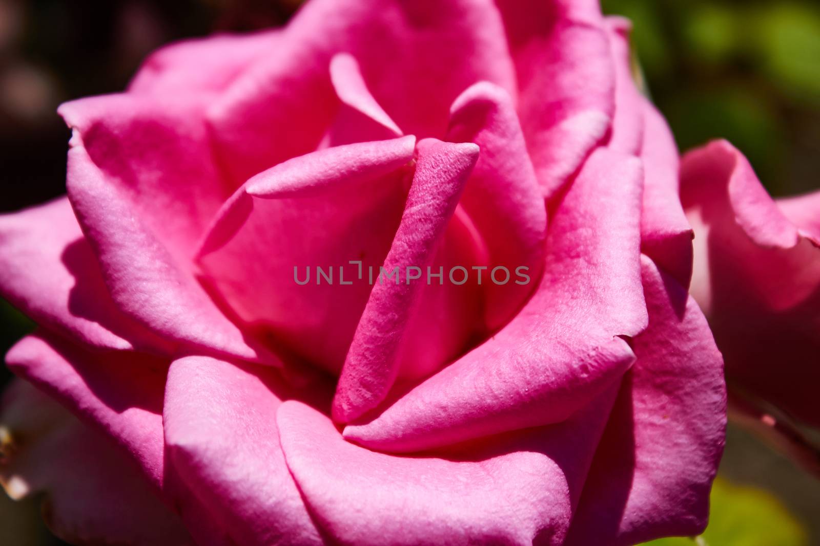 velvet pink Valentine rose by sarymsakov