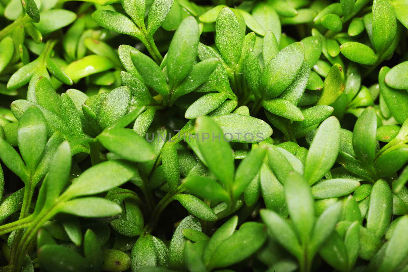 Close-up of a beauty textured green leaf