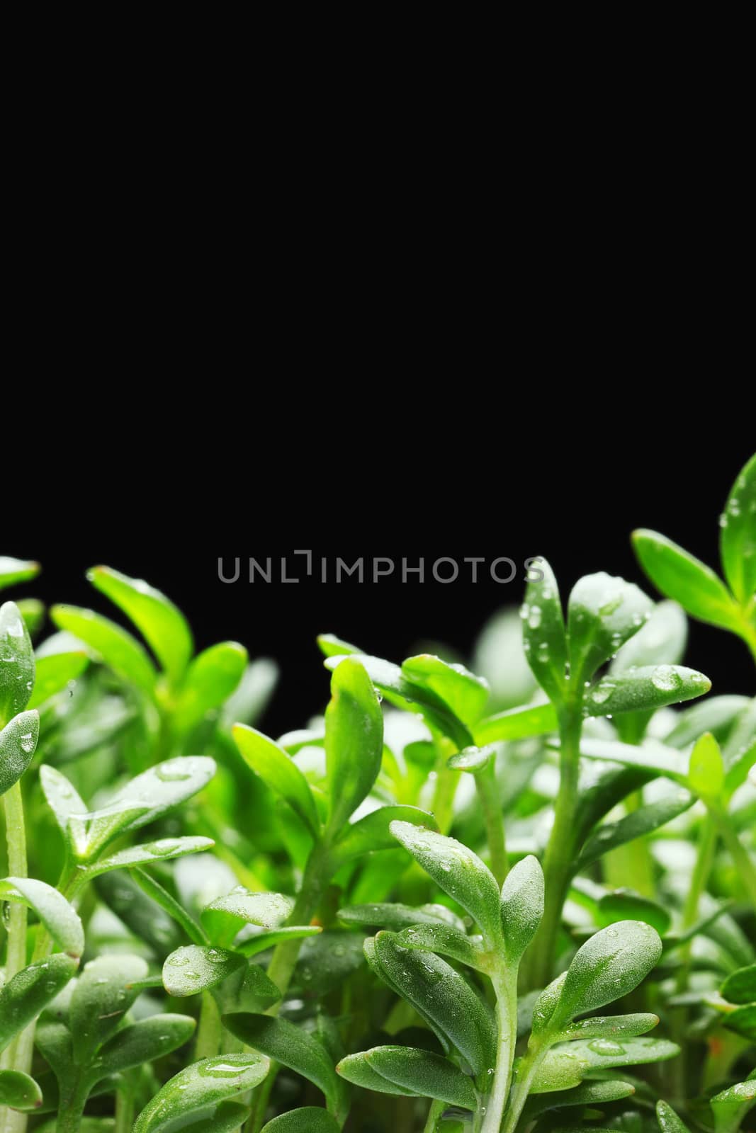 Close-up of a beauty textured green leaf with water drops