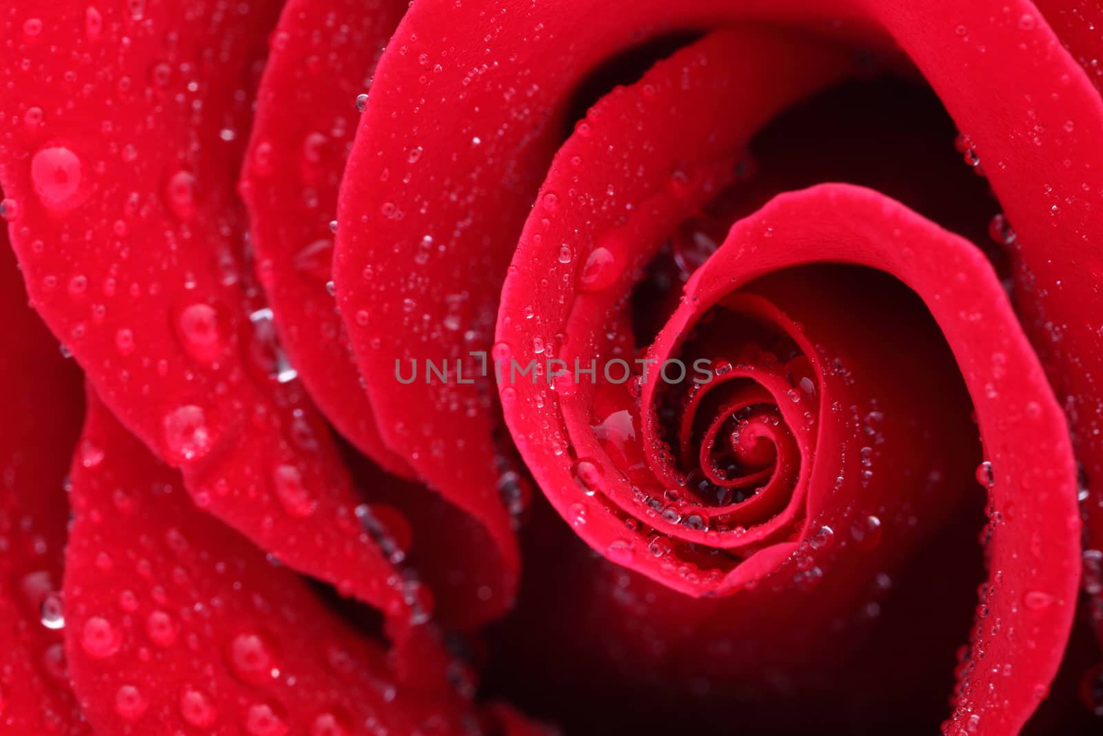 Macro shot of a red rose with water drops