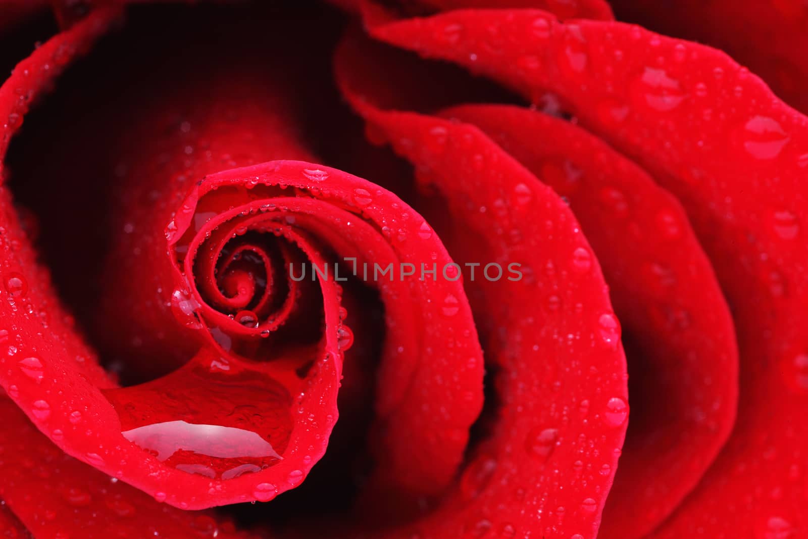 Macro shot of a red rose with water drops