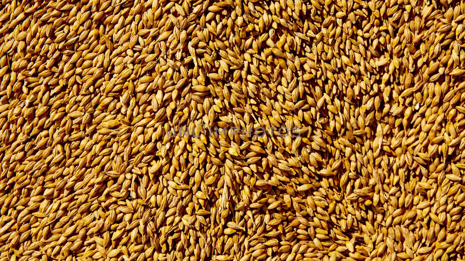 Grains of wheat close-up. Wheat texture background